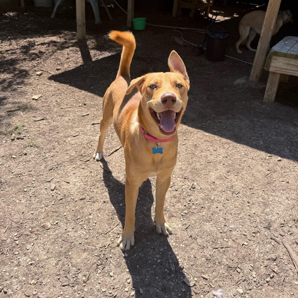 Caramelo thumbnail 3