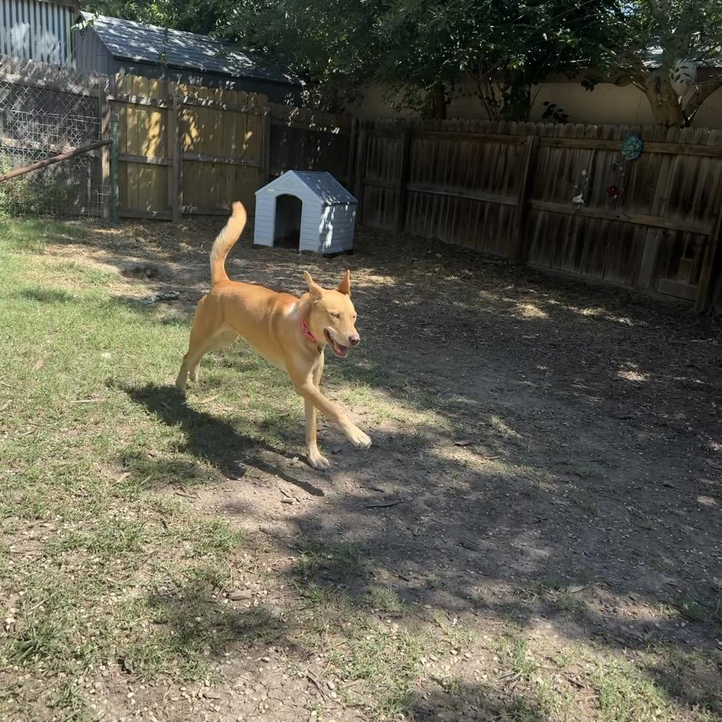 Enlarge Caramelo, a Adoptable mixed breed in Hartford, CT image 5/6