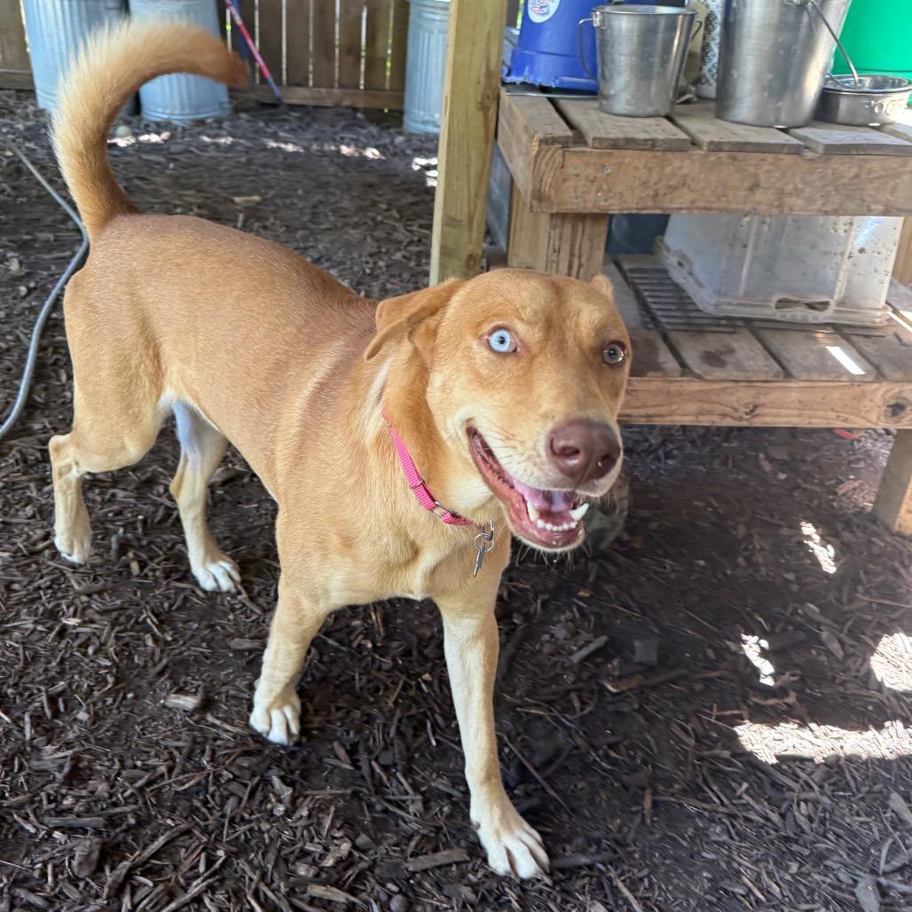 Enlarge Caramelo, a Adoptable mixed breed in Hartford, CT image 6/6