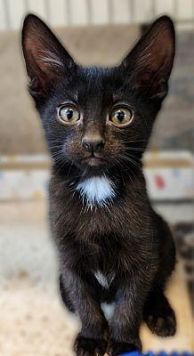 Abria, Adopted, Kitten Female Domestic Short Hair.