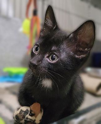 Abria, a Adopted Domestic Short Hair in Scottsdale, AZ image 2/4