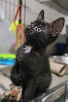 Abria, a Adopted Domestic Short Hair in Scottsdale, AZ image 3/4