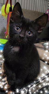 Abria, a Adopted Domestic Short Hair in Scottsdale, AZ image 4/4