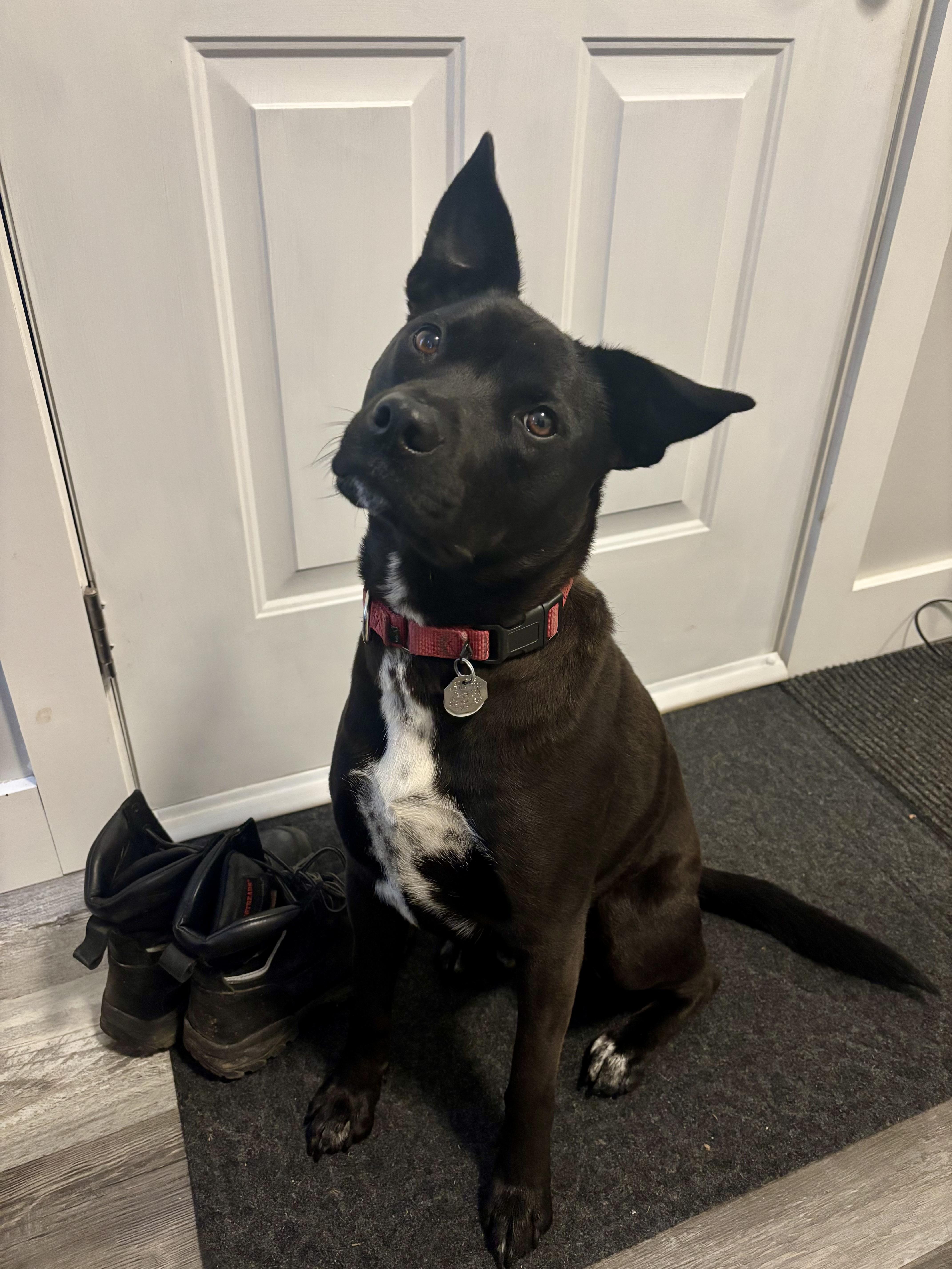 Bruce Wayne, Adoptable, Young Male Australian Cattle Dog / Blue Heeler & Pit Bull Terrier.
