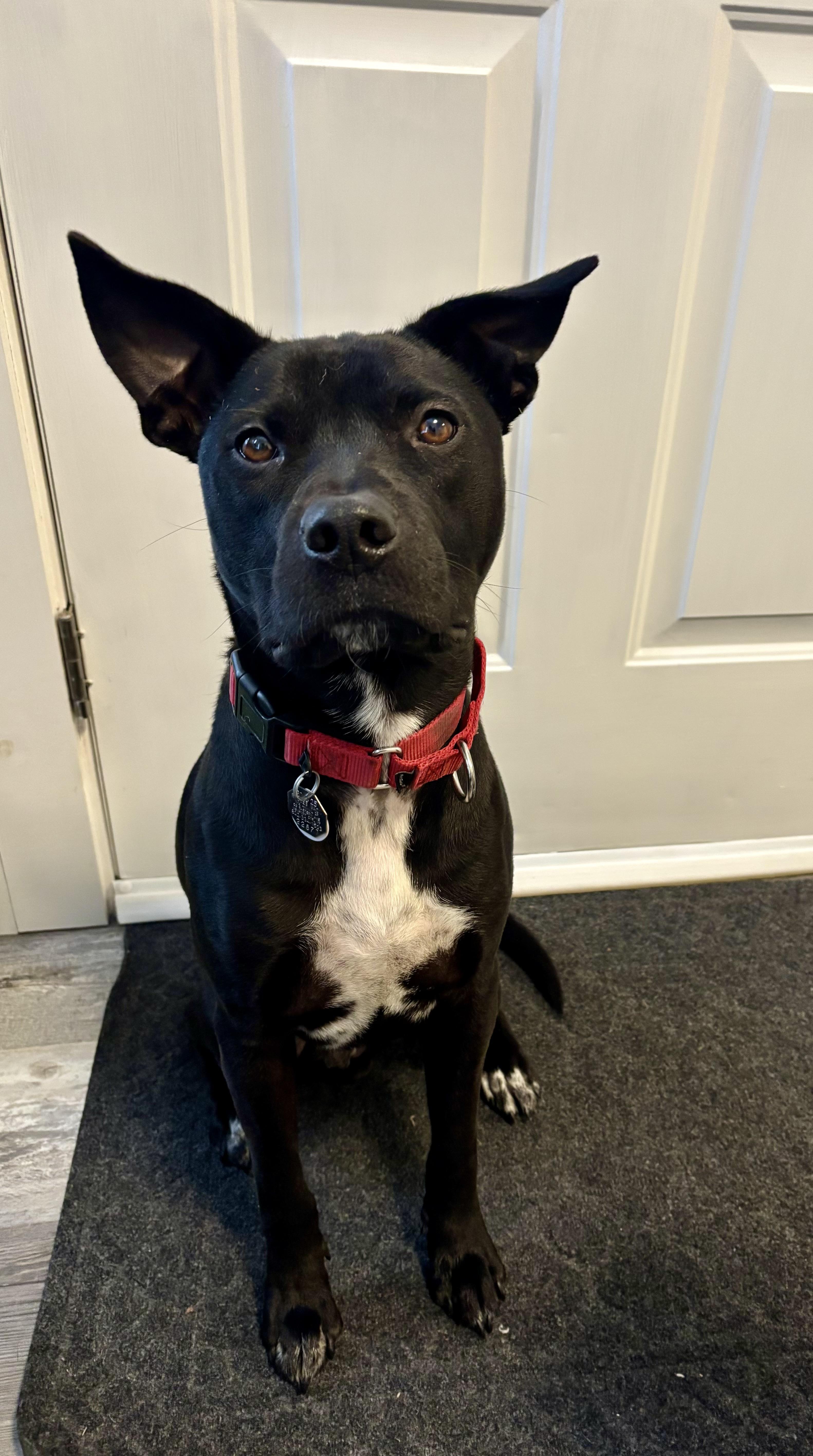 Enlarge Bruce Wayne, a Adoptable mixed breed in Glover, VT image 2/6