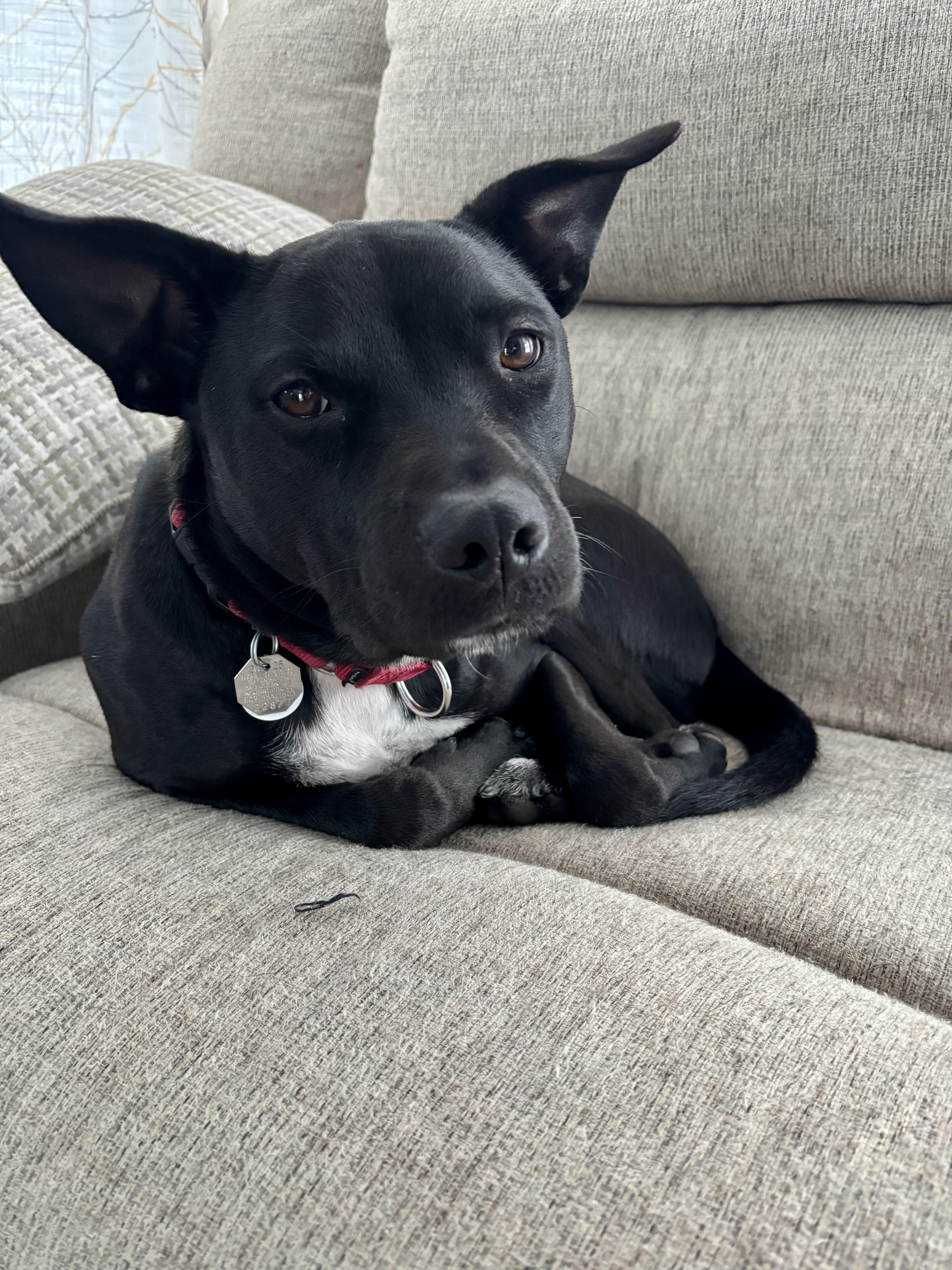 Enlarge Bruce Wayne, a Adoptable mixed breed in Glover, VT image 3/6