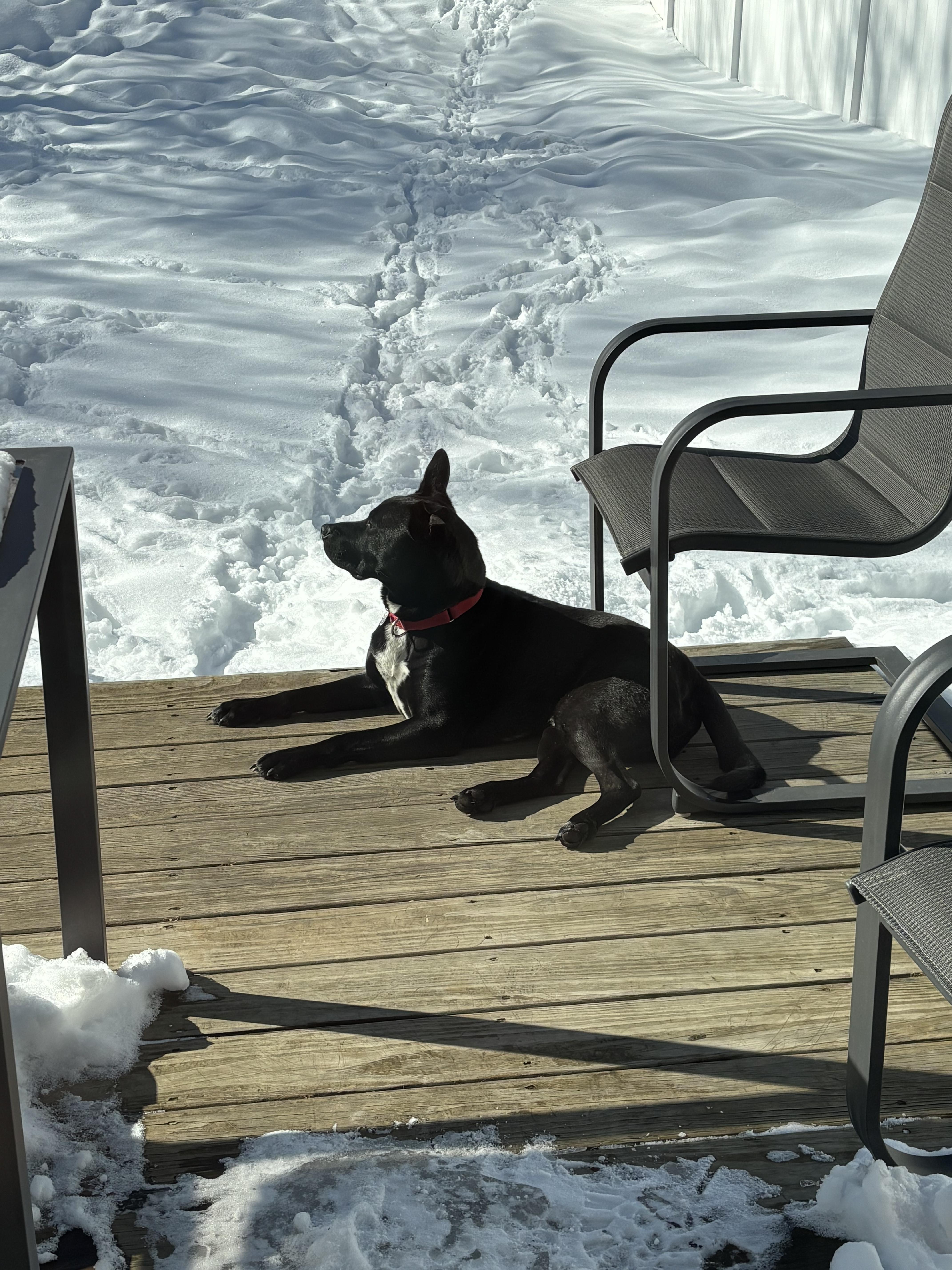 Enlarge Bruce Wayne, a Adoptable mixed breed in Glover, VT image 4/6