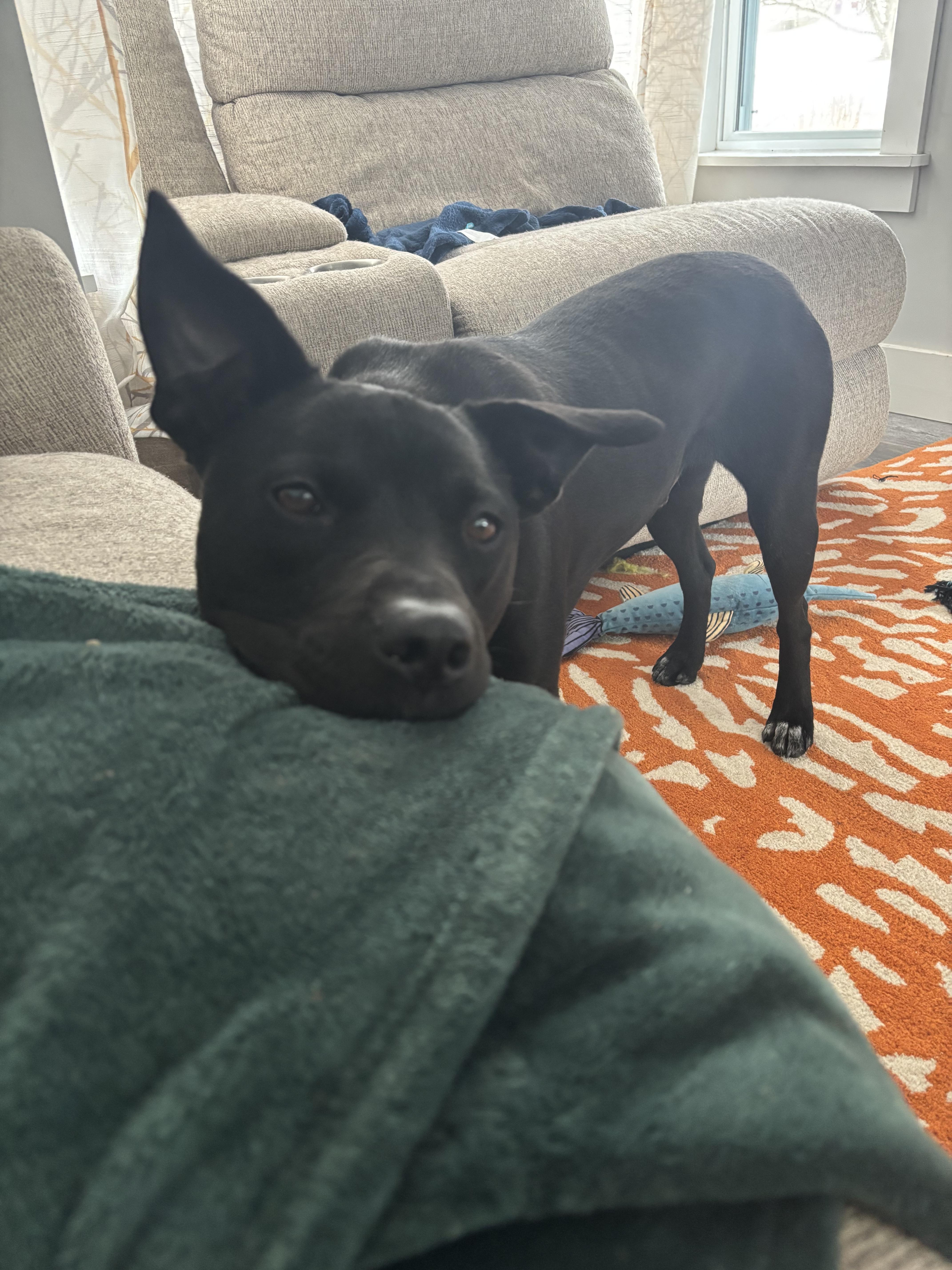 Enlarge Bruce Wayne, a Adoptable mixed breed in Glover, VT image 5/6