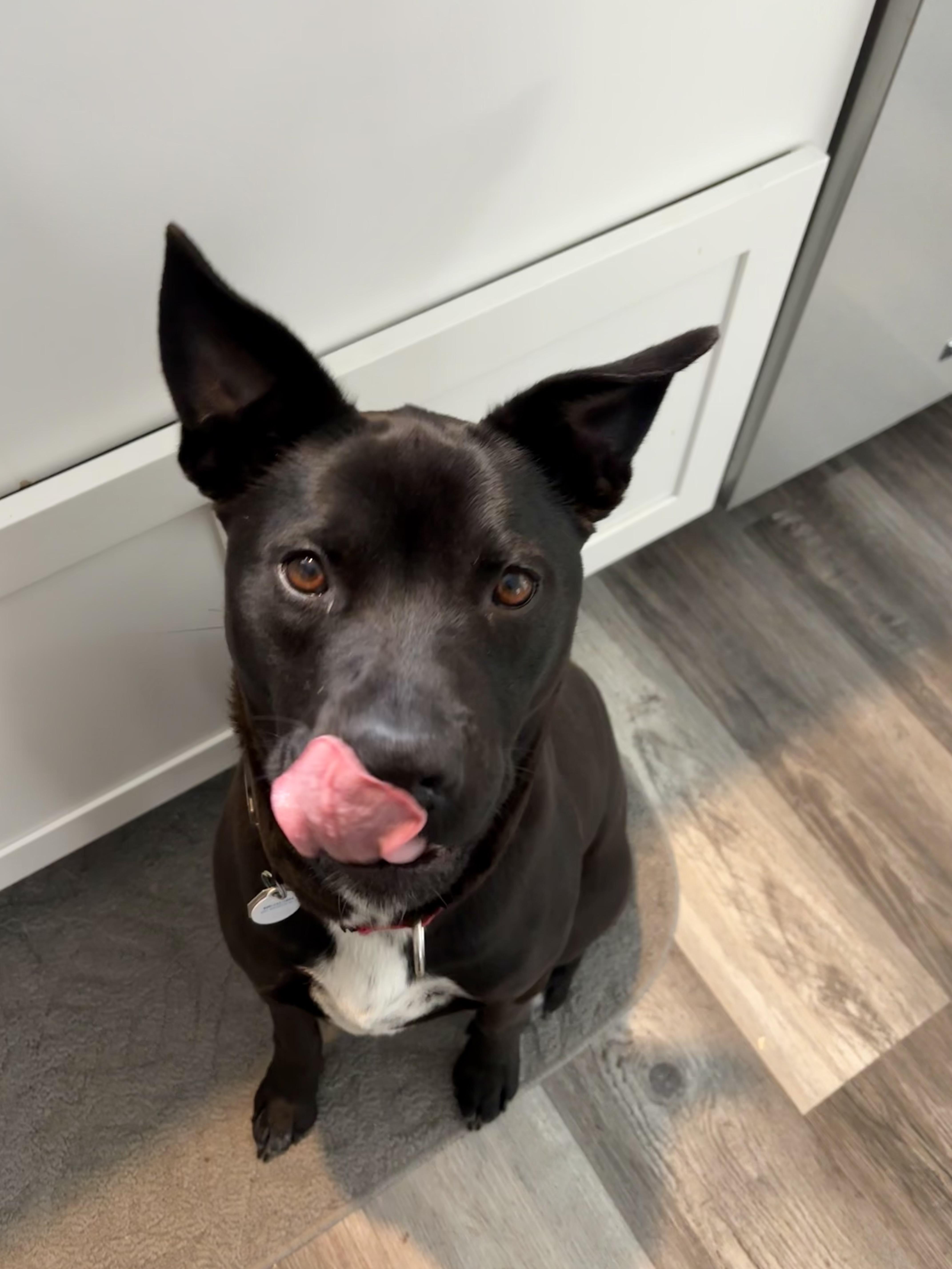 Enlarge Bruce Wayne, a Adoptable mixed breed in Glover, VT image 5/5