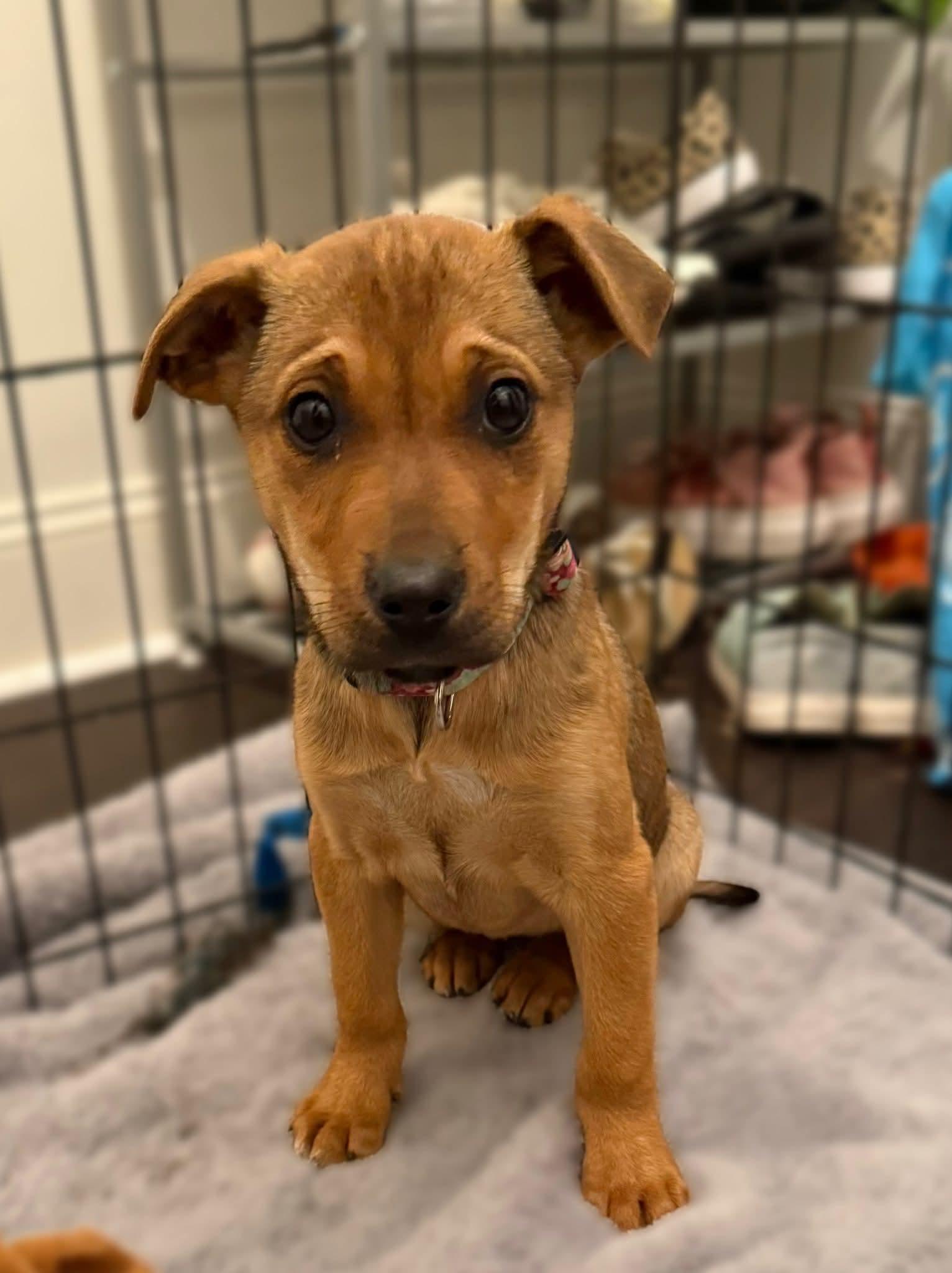 Clarice, Adoptable, Young Female Mixed Breed.