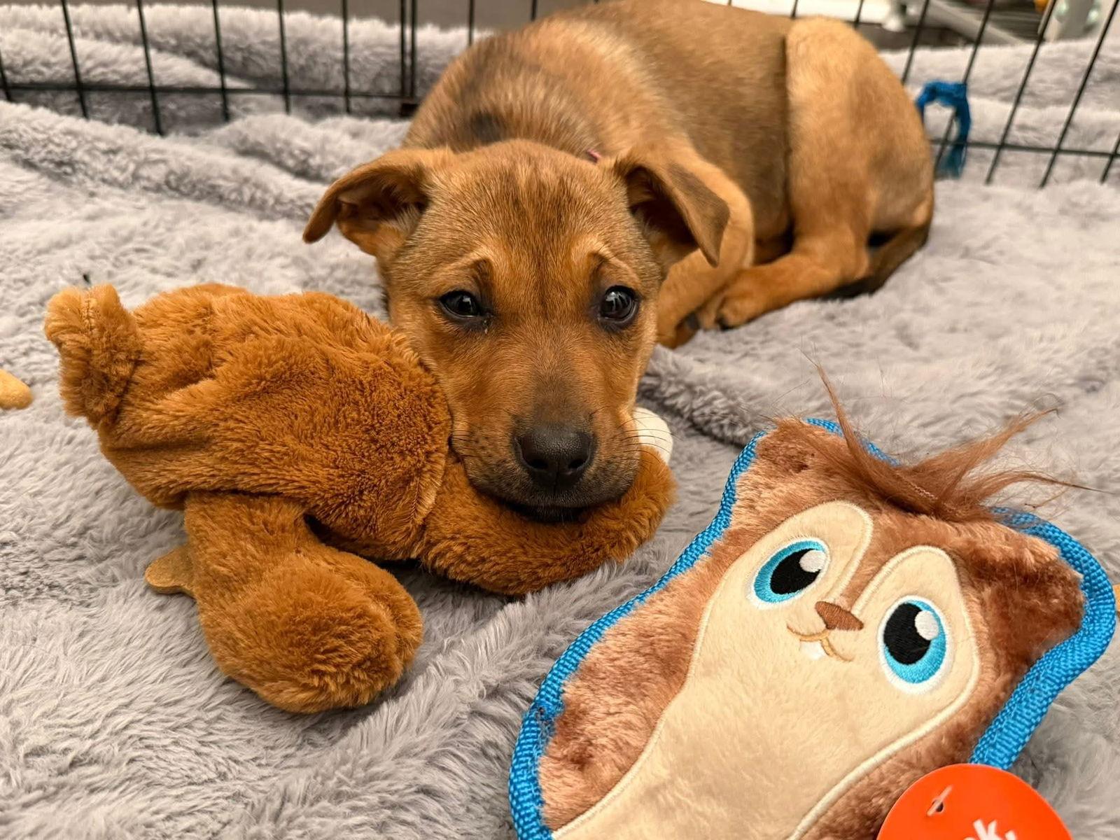 Enlarge Clarice, a Adoptable Mixed Breed in Glenmoore, PA image 2/3