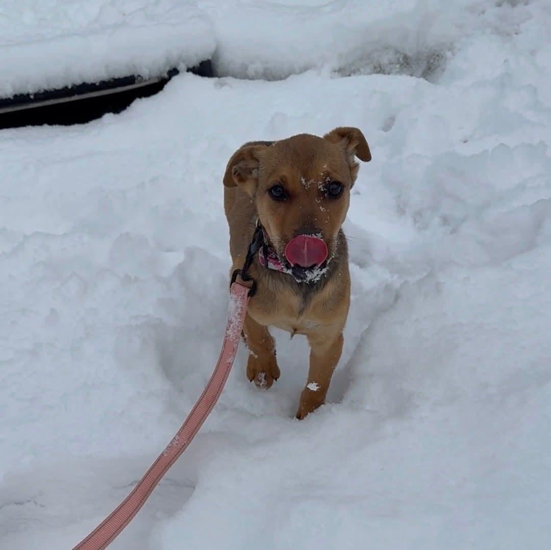 Enlarge Clarice, a Adoptable Mixed Breed in Glenmoore, PA image 3/3