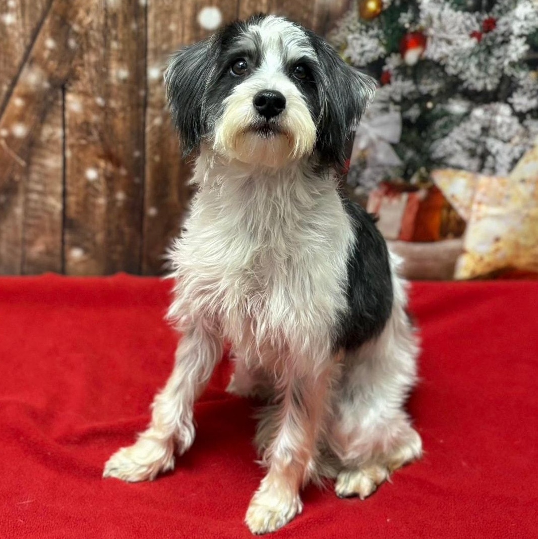 Twinkle, ADOPTABLE, Young Female Miniature Schnauzer.