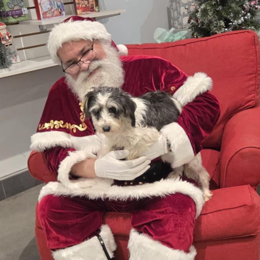 Enlarge Twinkle, a ADOPTABLE Miniature Schnauzer in West Valley, UT image 2/3