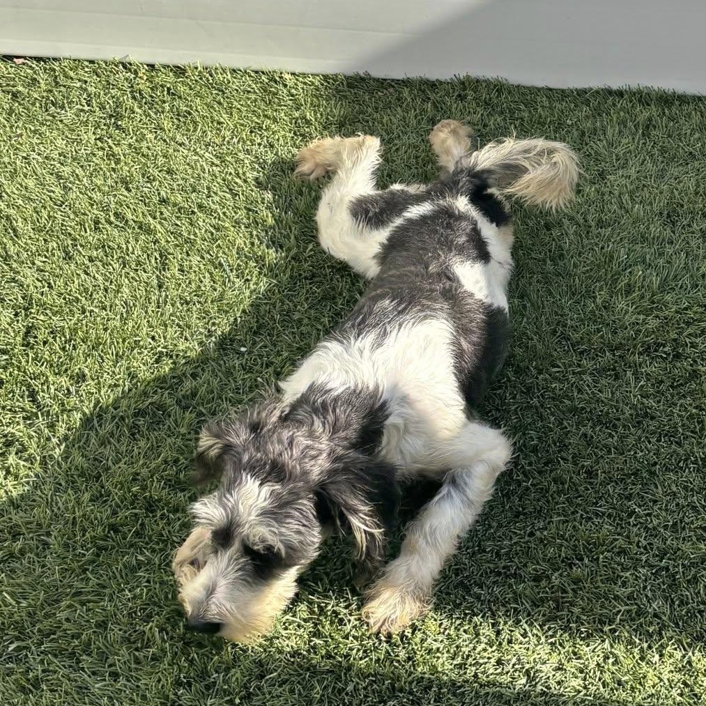 Enlarge Twinkle, a ADOPTABLE Miniature Schnauzer in West Valley, UT image 3/3