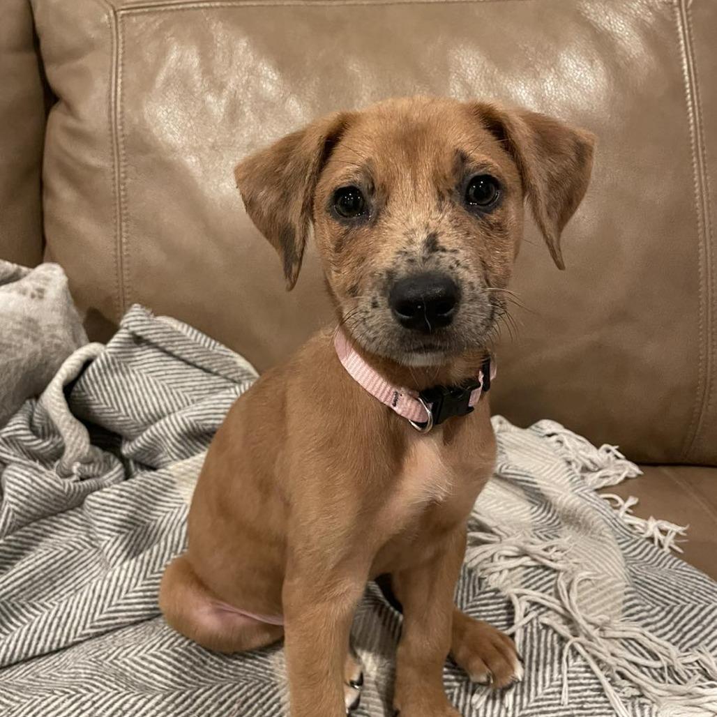 Ruby, Adoptable, Young Female Catahoula Leopard Dog & Mixed Breed.