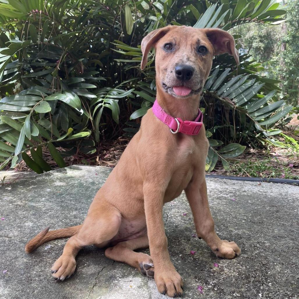 Enlarge Ruby, a Adoptable mixed breed in Sarasota, FL image 2/6