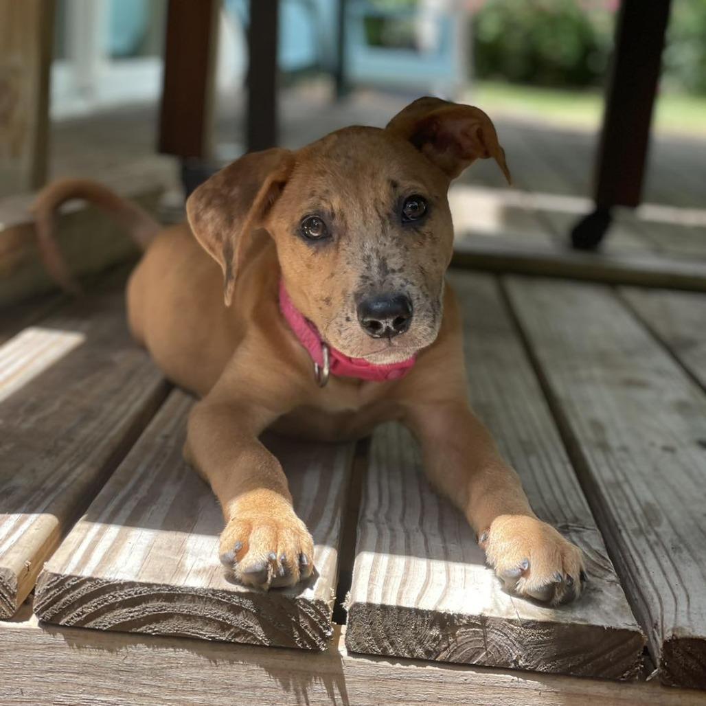 Enlarge Ruby, a Adoptable mixed breed in Sarasota, FL image 3/6
