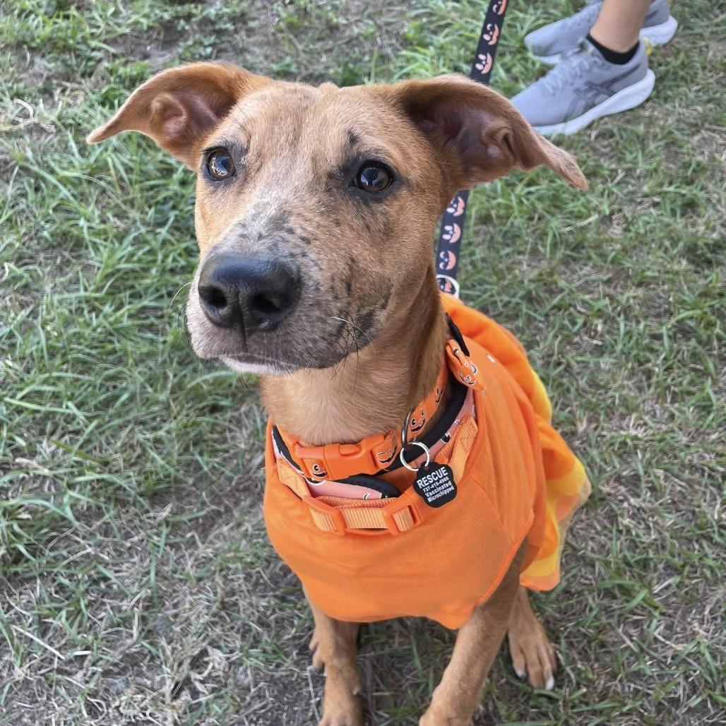 Ruby, a Adoptable mixed breed in Sarasota, FL image 3/6