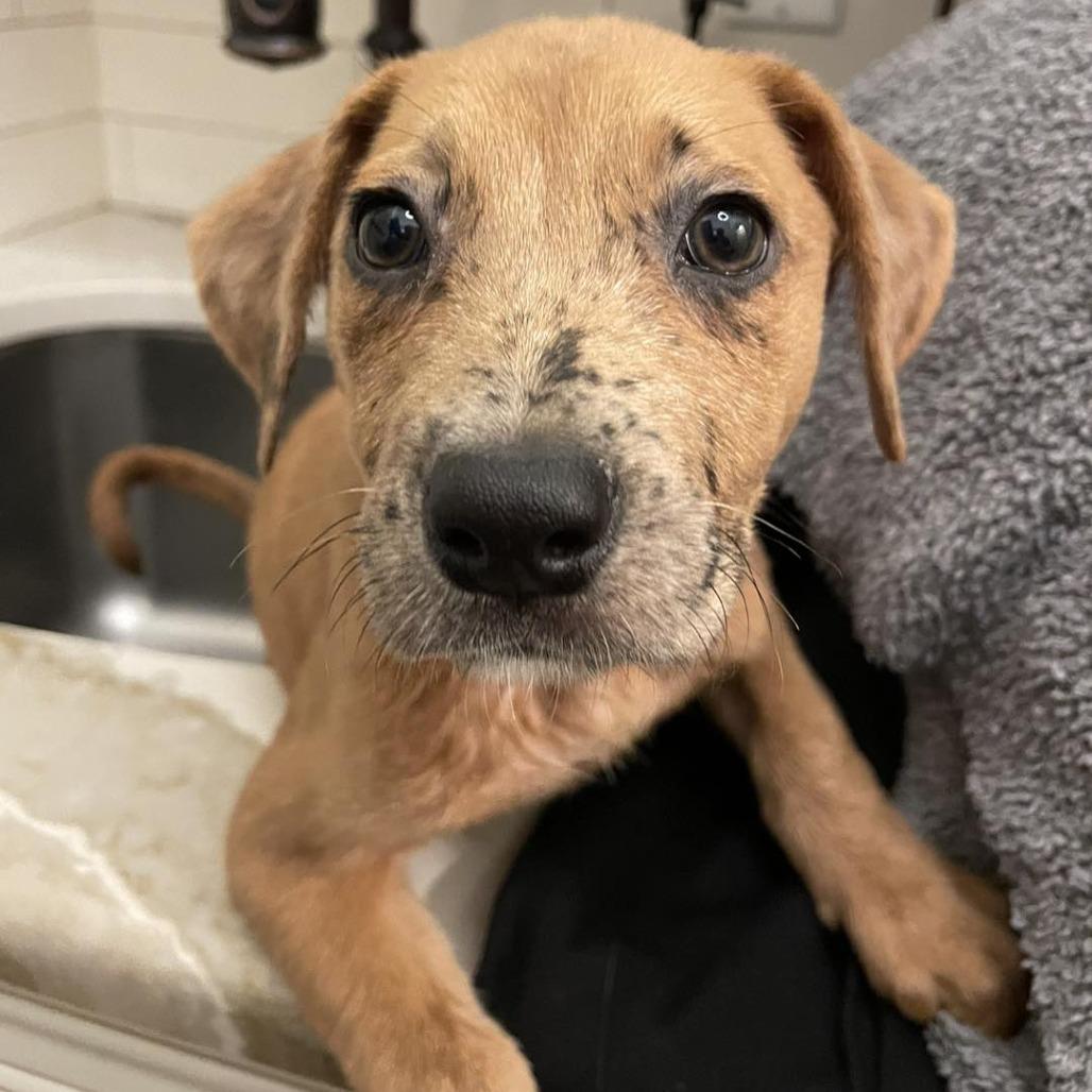 Enlarge Ruby, a Adoptable mixed breed in Sarasota, FL image 4/6