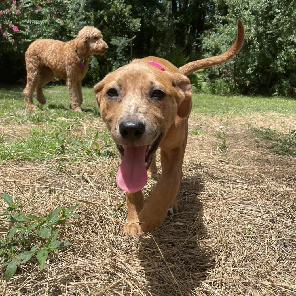 Ruby, a Adoptable mixed breed in Sarasota, FL image 4/6