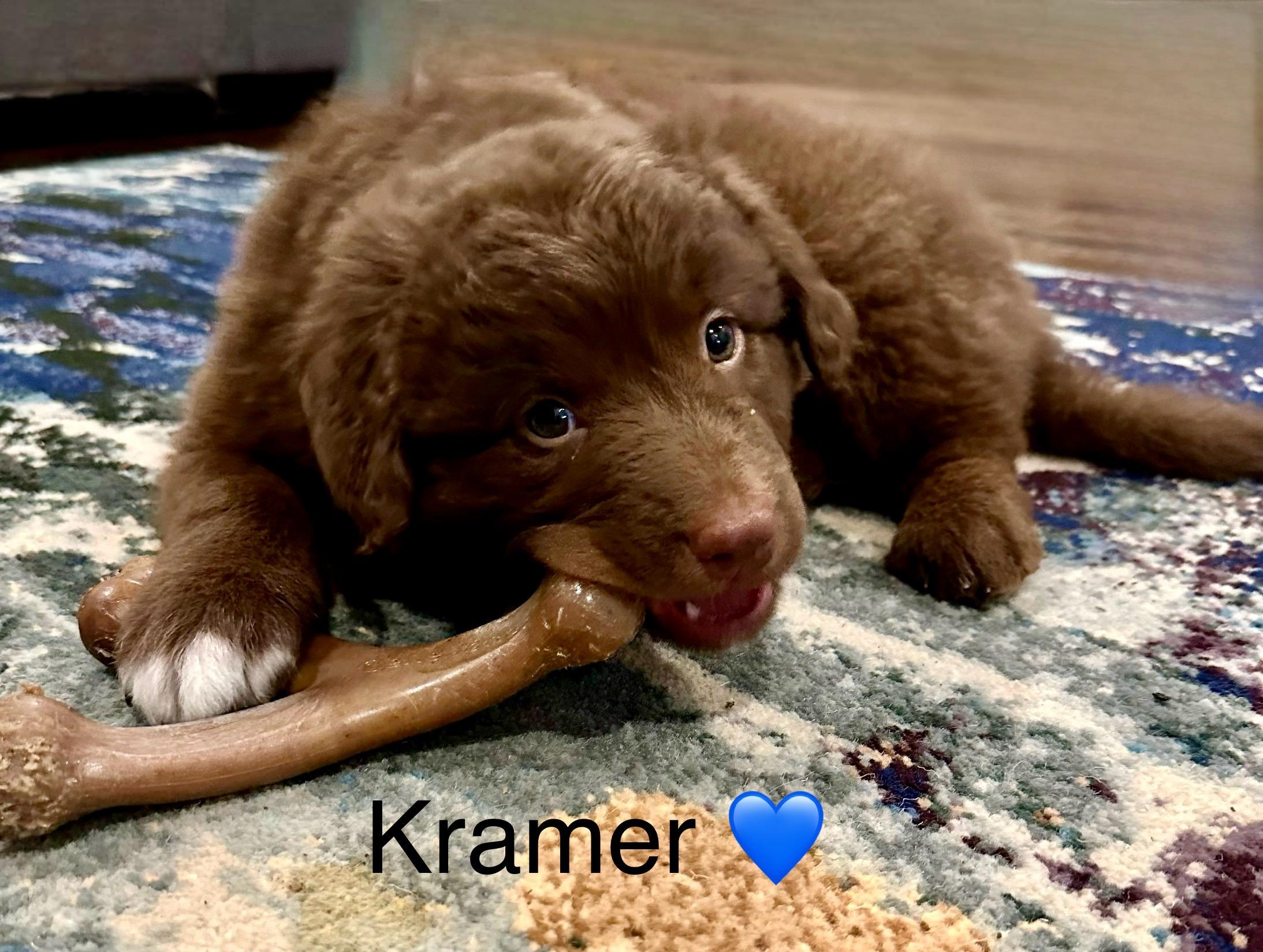 Enlarge Kramer, a Adoptable mixed breed in Rockwall, TX image 2/3