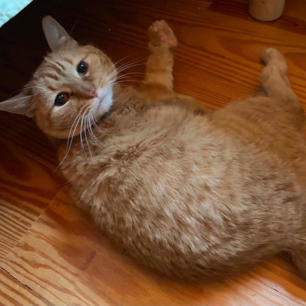 Enlarge Camper, a Adoptable Domestic Short Hair in Williston, FL image 1/2