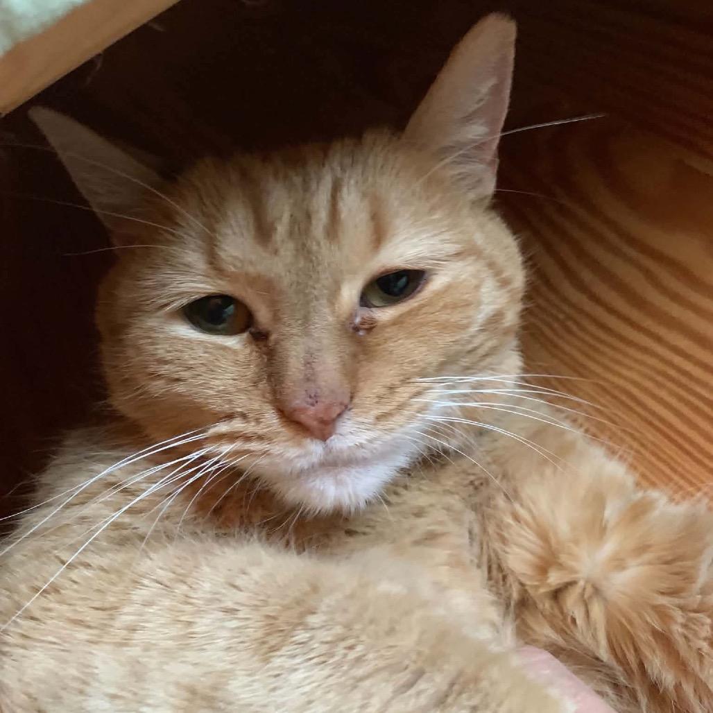 Enlarge Camper, a Adoptable Domestic Short Hair in Williston, FL image 2/2