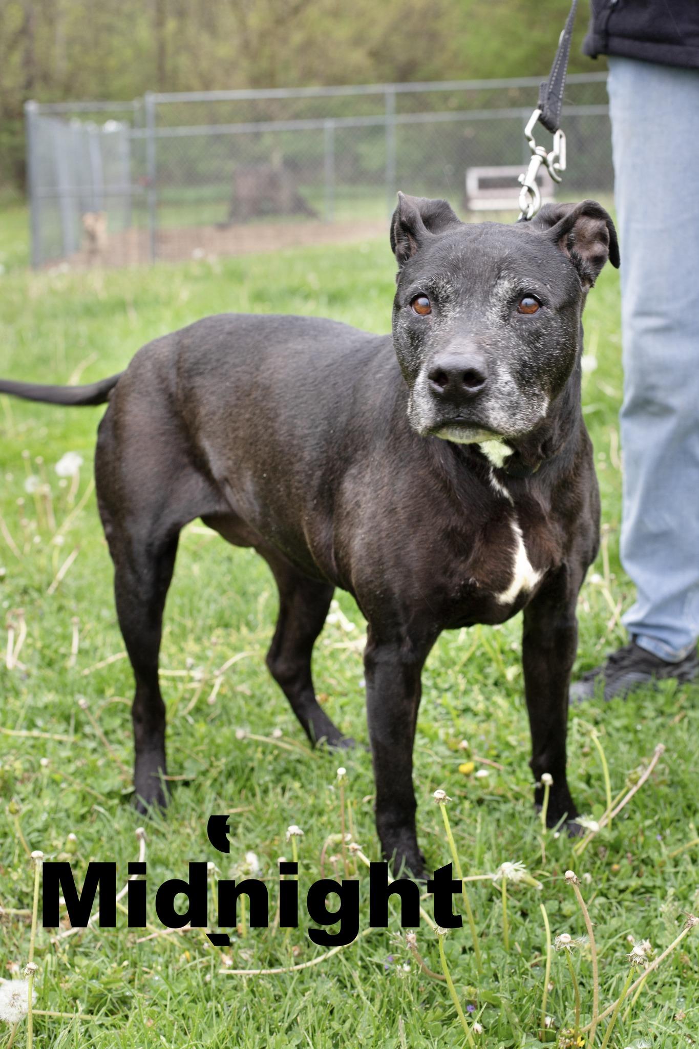 Midnight, ADOPTABLE, Senior Female Mixed Breed.