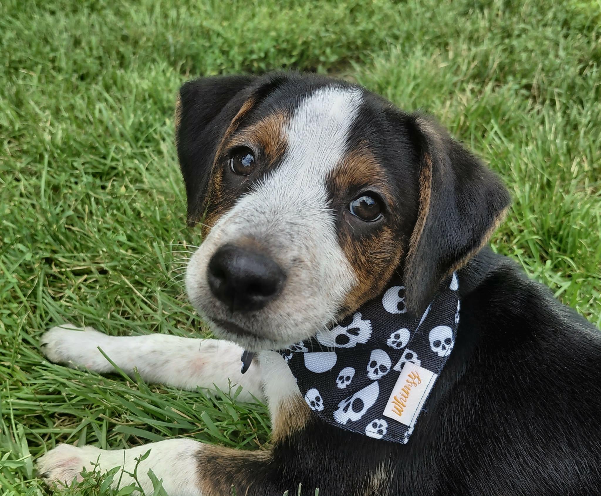 Cheddar, an adopted mixed breed in Columbia, MO image 3/5