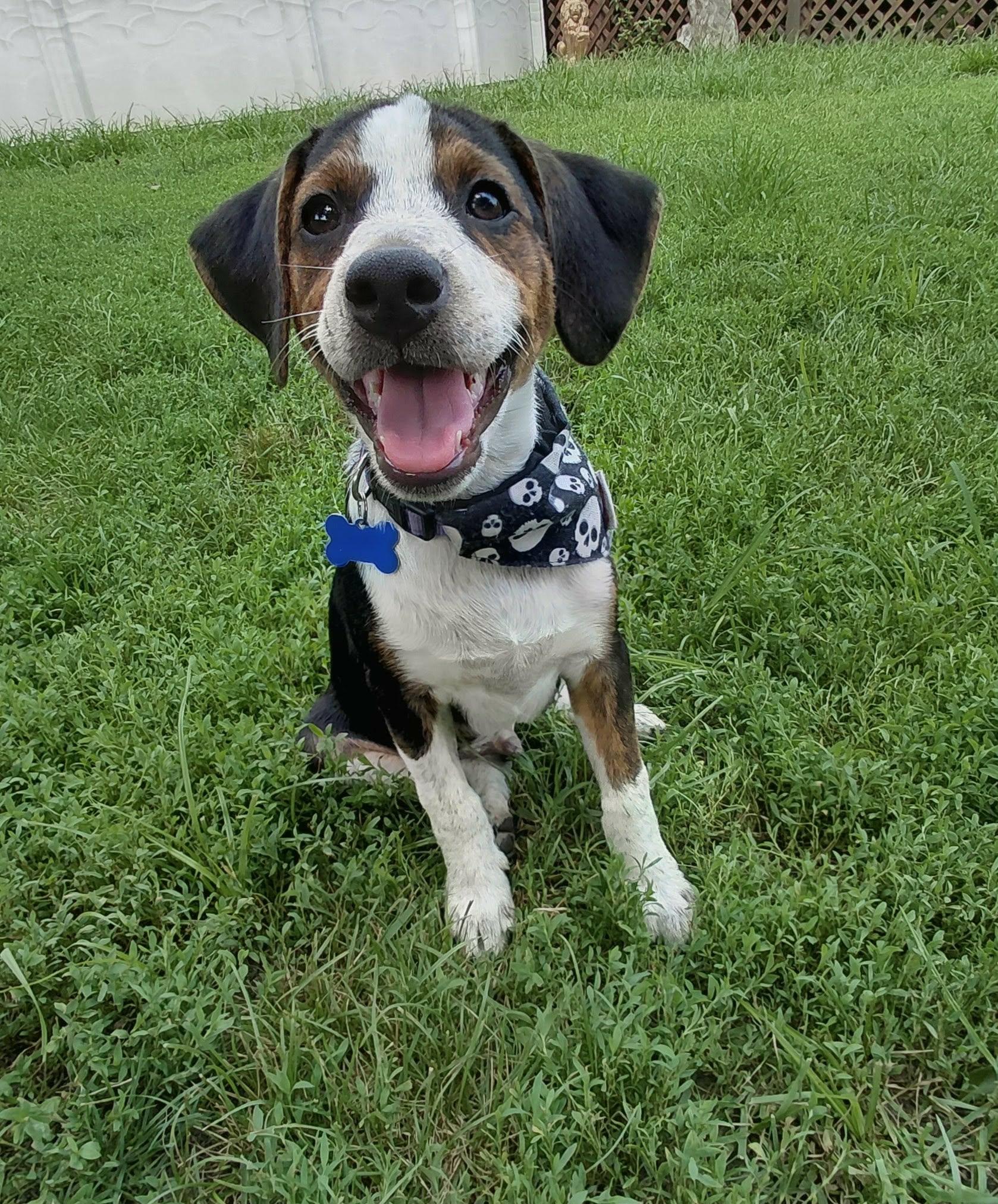 Cheddar, an adopted mixed breed in Columbia, MO image 1/5