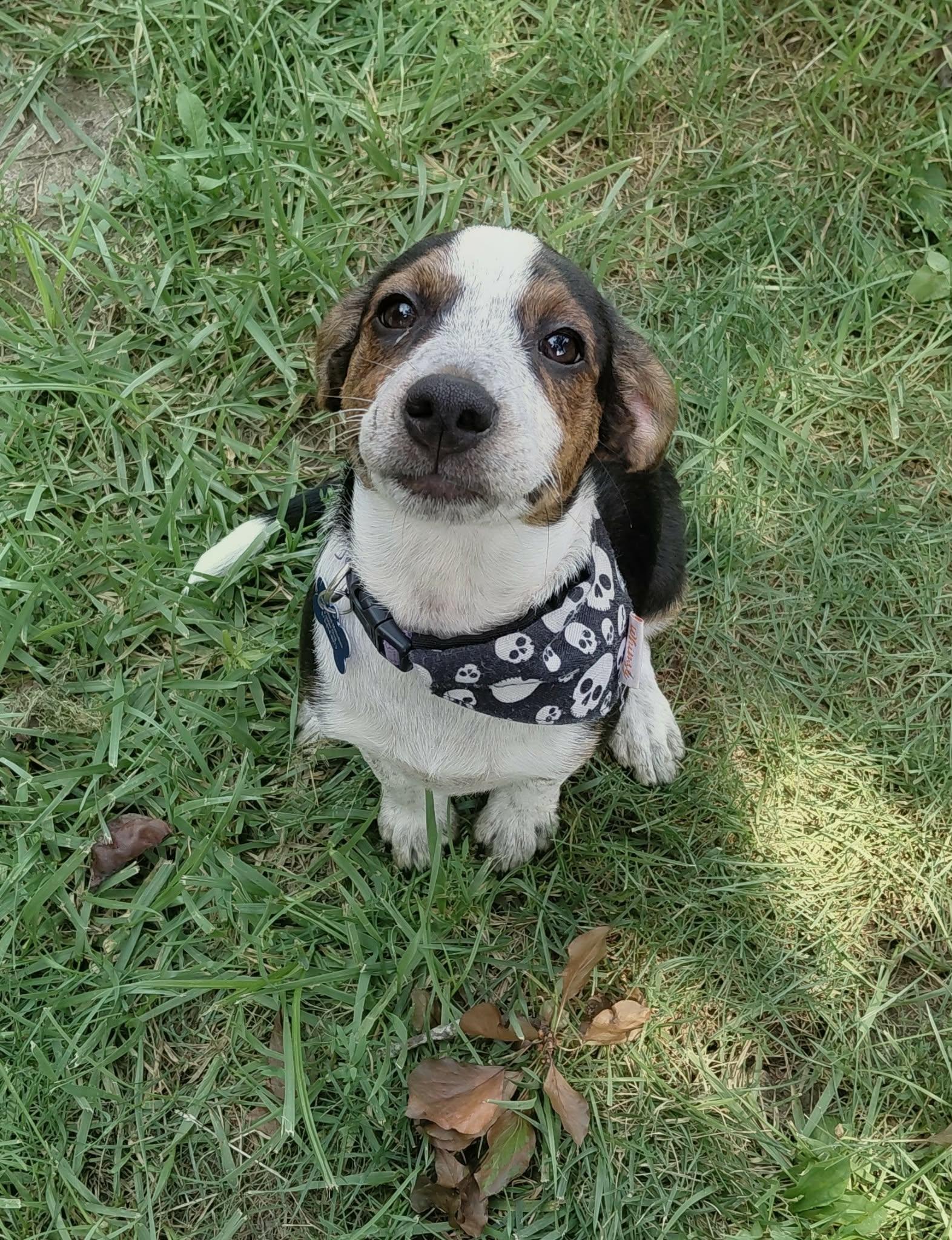 Cheddar, an adopted mixed breed in Columbia, MO image 5/5