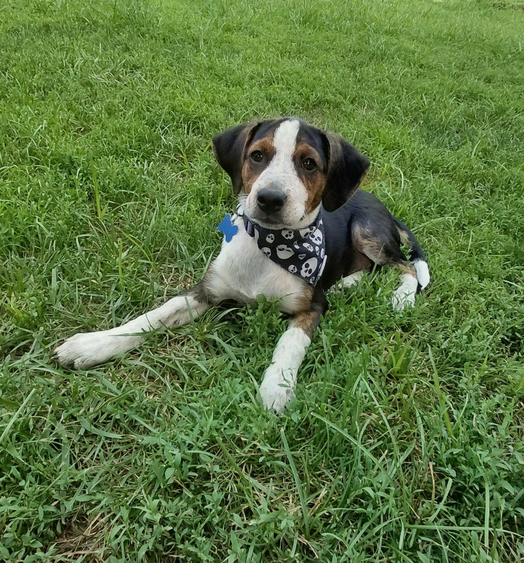 Cheddar, an adopted mixed breed in Columbia, MO image 4/5