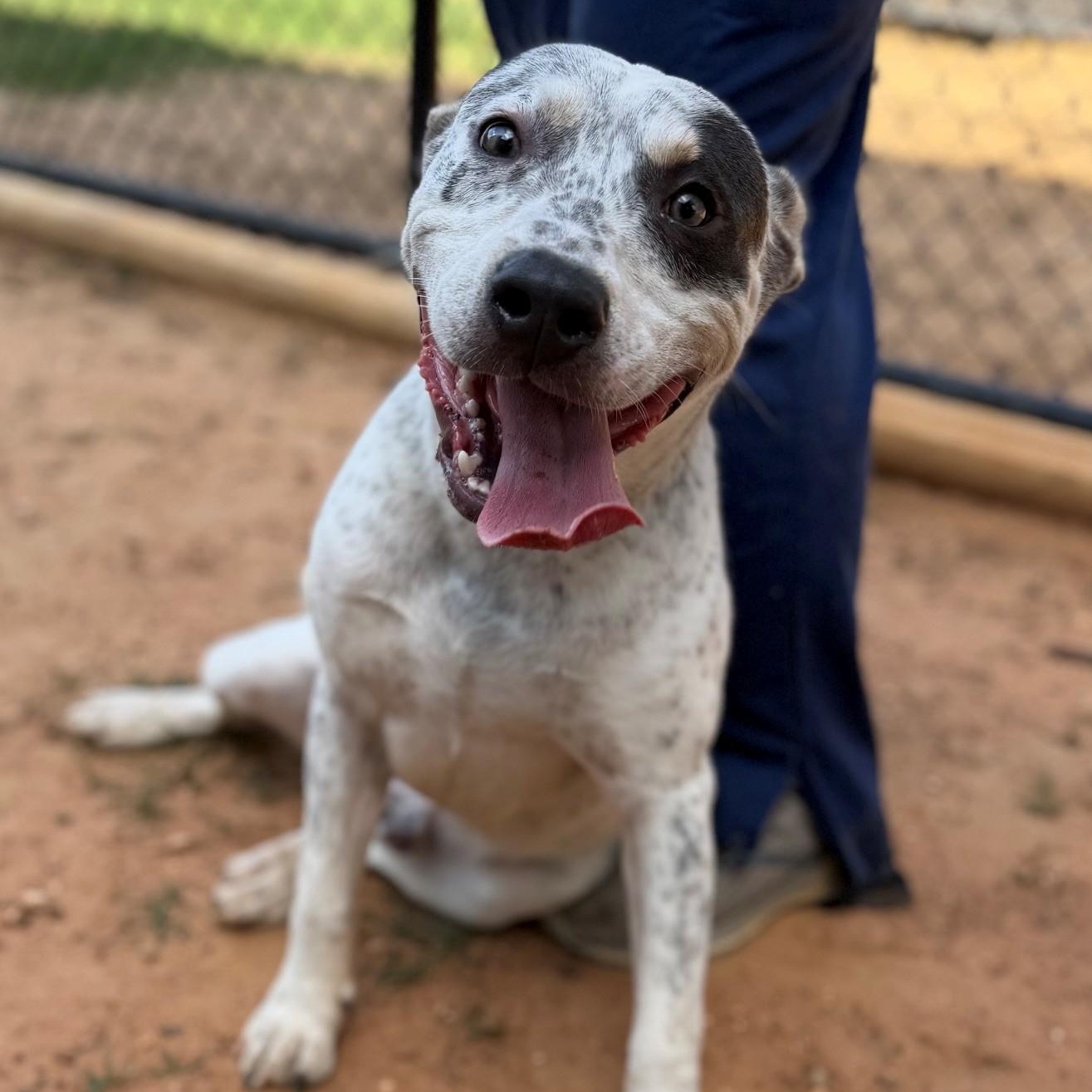Enlarge Spots, a ADOPTABLE Mixed Breed in Summerdale, AL image 1/1