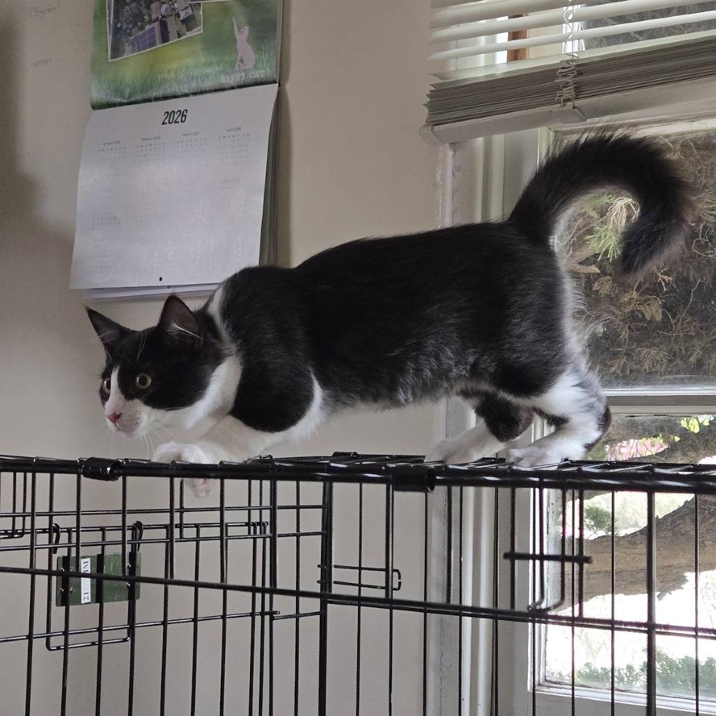 Enlarge Carlo, a Adoptable Domestic Medium Hair in Pacific Grove, CA image 1/6
