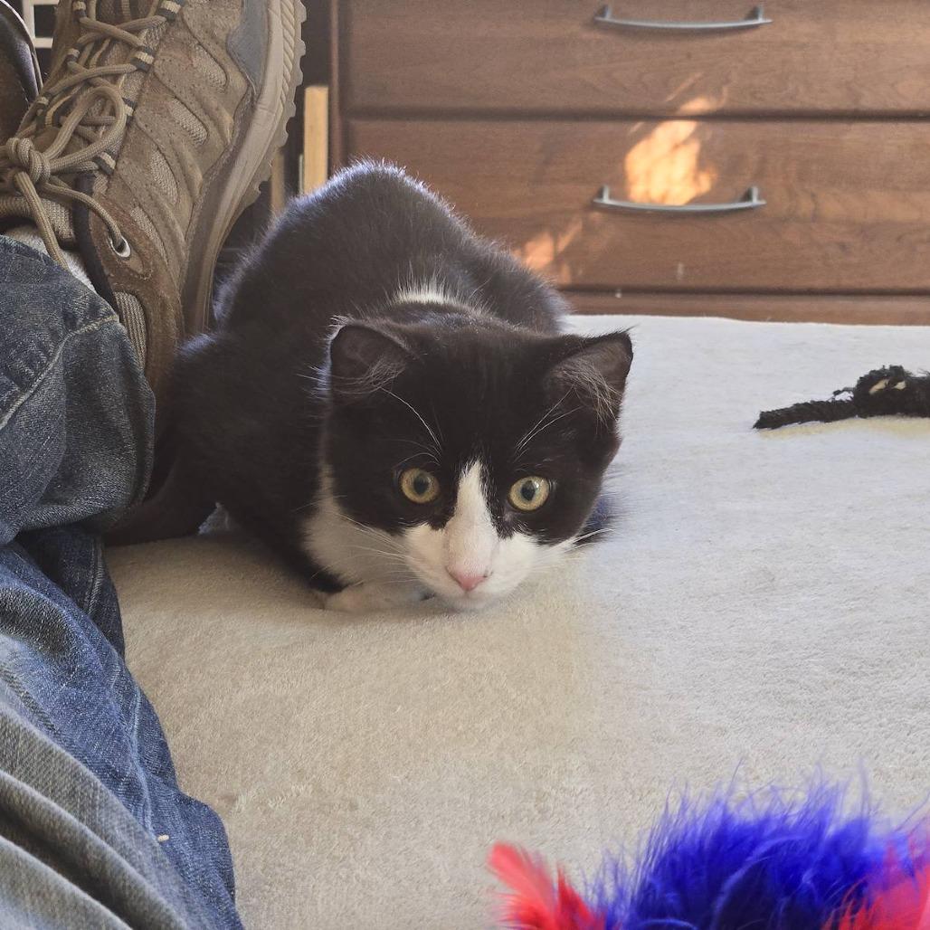 Enlarge Carlo, a Adoptable Domestic Medium Hair in Pacific Grove, CA image 2/6