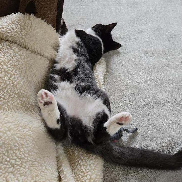 Enlarge Carlo, a Adoptable Domestic Medium Hair in Pacific Grove, CA image 3/6