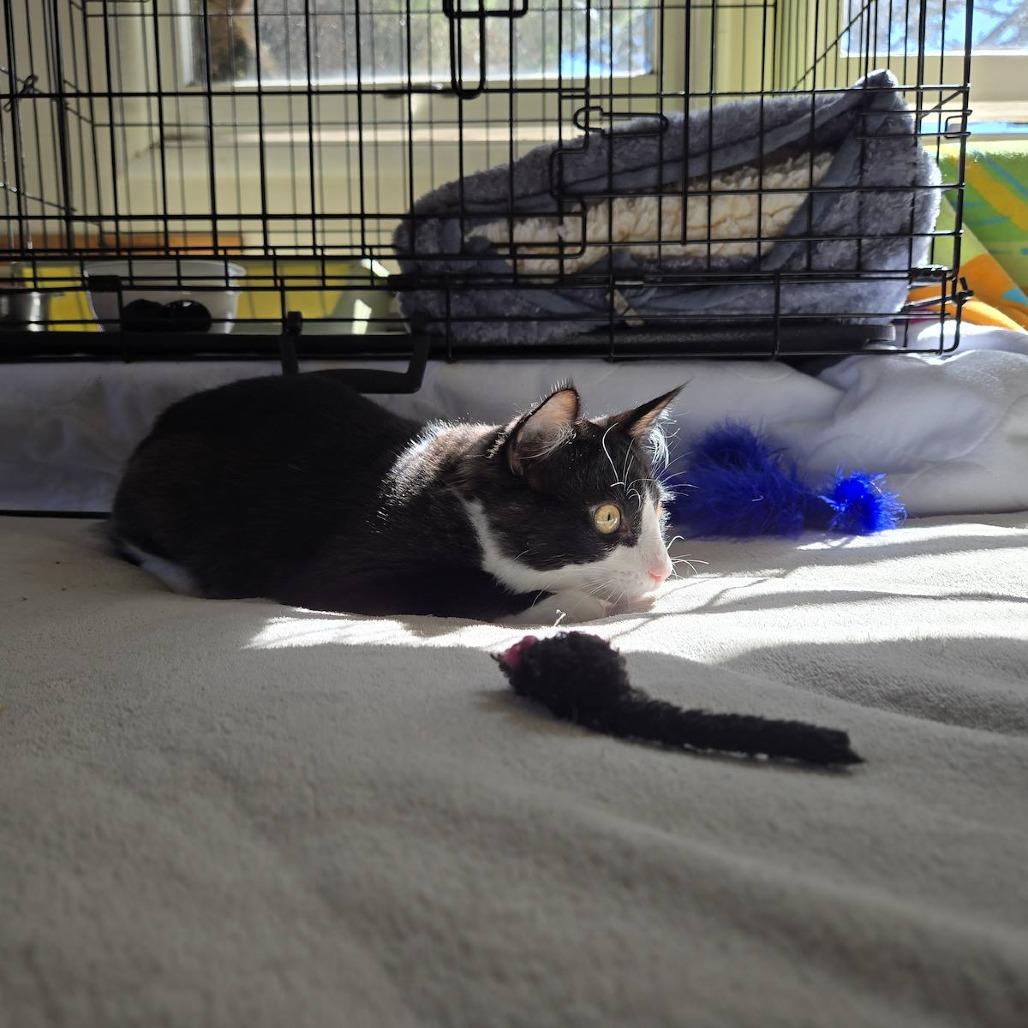 Enlarge Carlo, a Adoptable Domestic Medium Hair in Pacific Grove, CA image 4/6