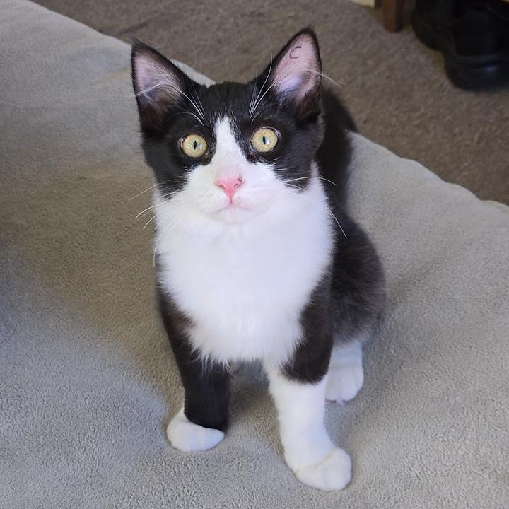 Enlarge Carlo, a Adoptable Domestic Medium Hair in Pacific Grove, CA image 5/6