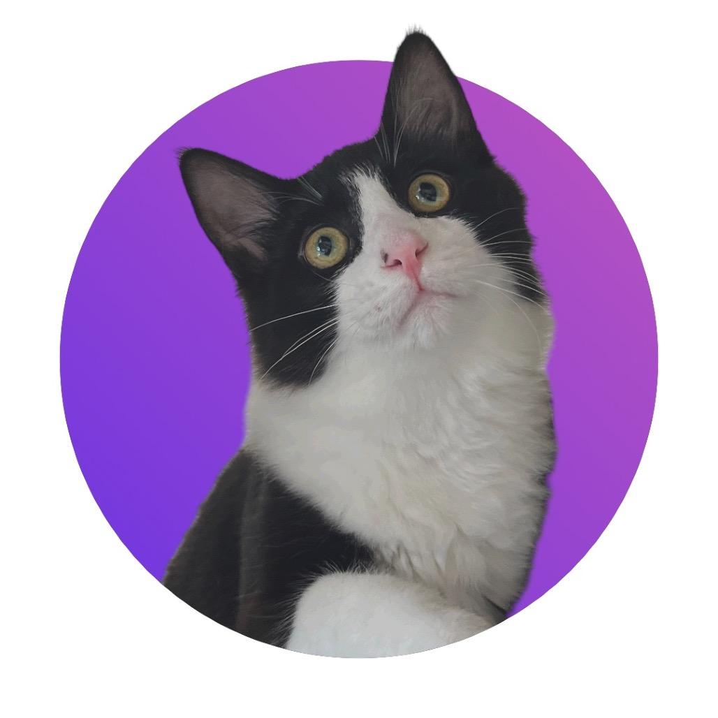 Enlarge Carlo, a Adoptable Domestic Medium Hair in Pacific Grove, CA image 6/6