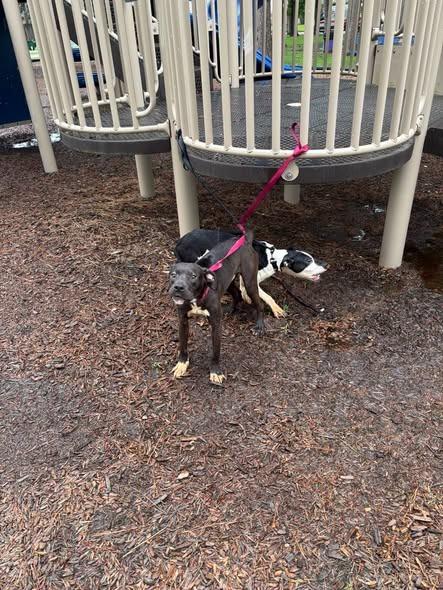 tied up dog1, Adoptable, Young Male Pit Bull Terrier.