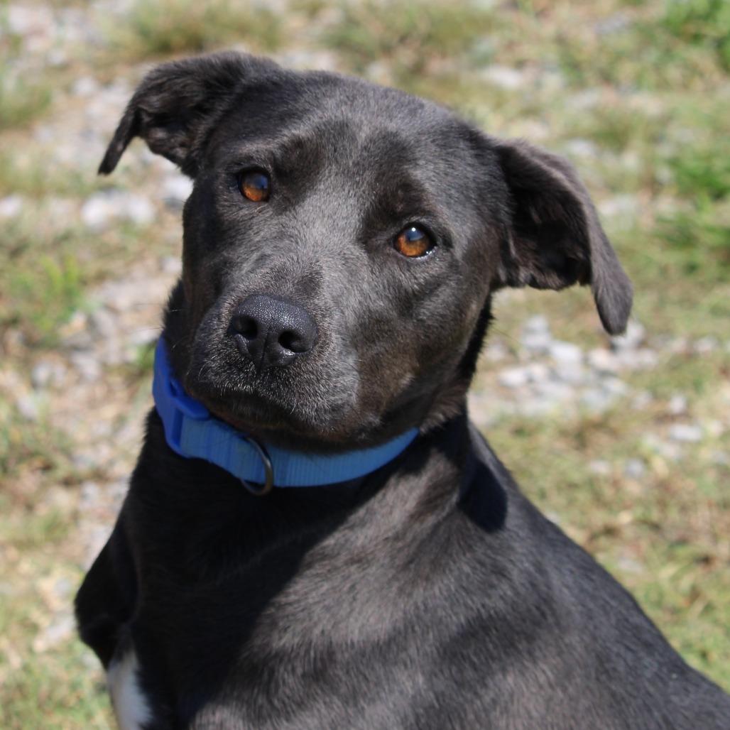 Enlarge Lilah, a Adoptable Mixed Breed in Huntsville, AL image 1/1
