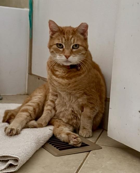 Enlarge Mama, a Adoptable Domestic Short Hair in Midvale, UT image 3/3