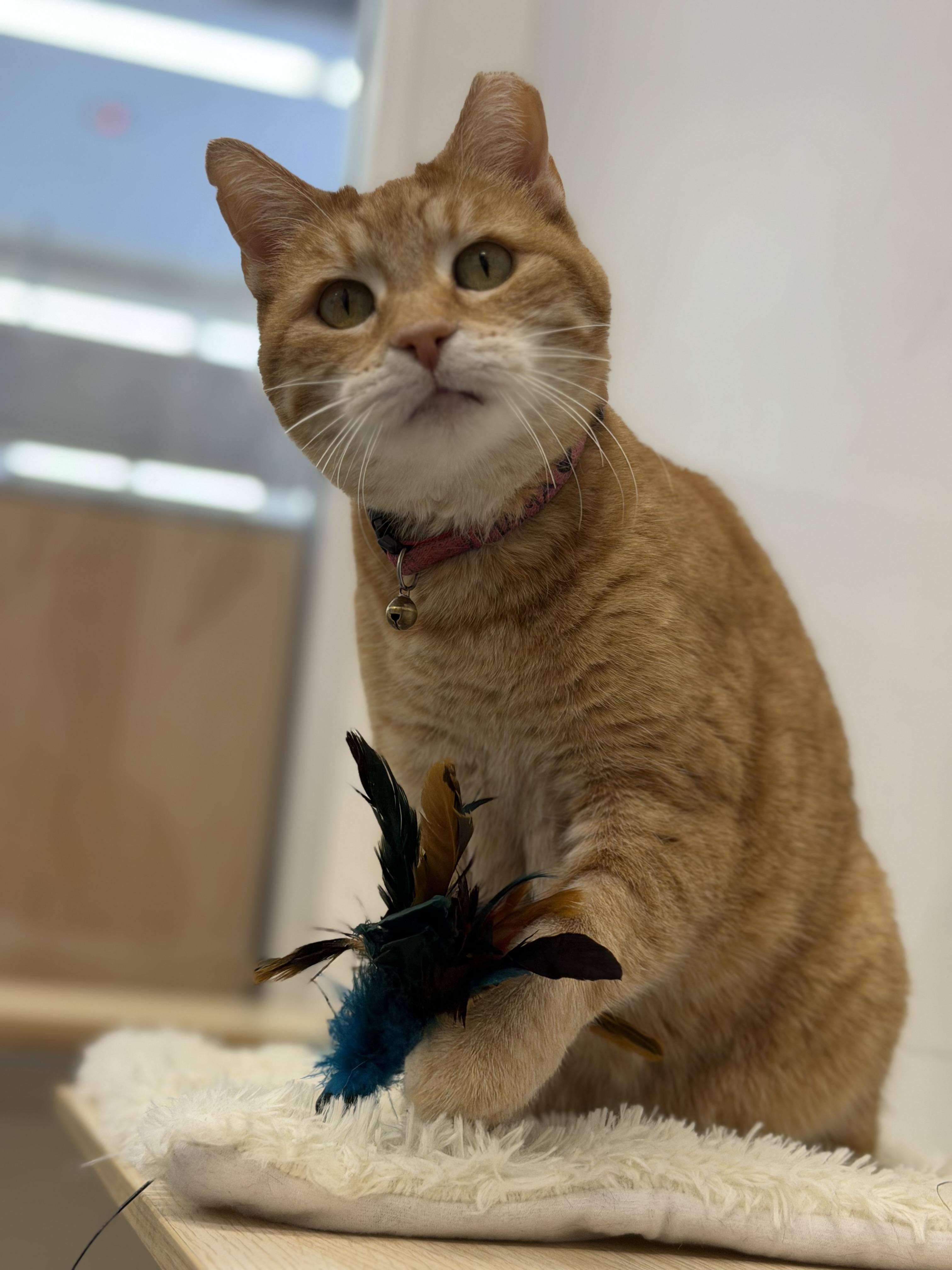 Mama, a Adoptable Domestic Short Hair in Midvale, UT image 4/6
