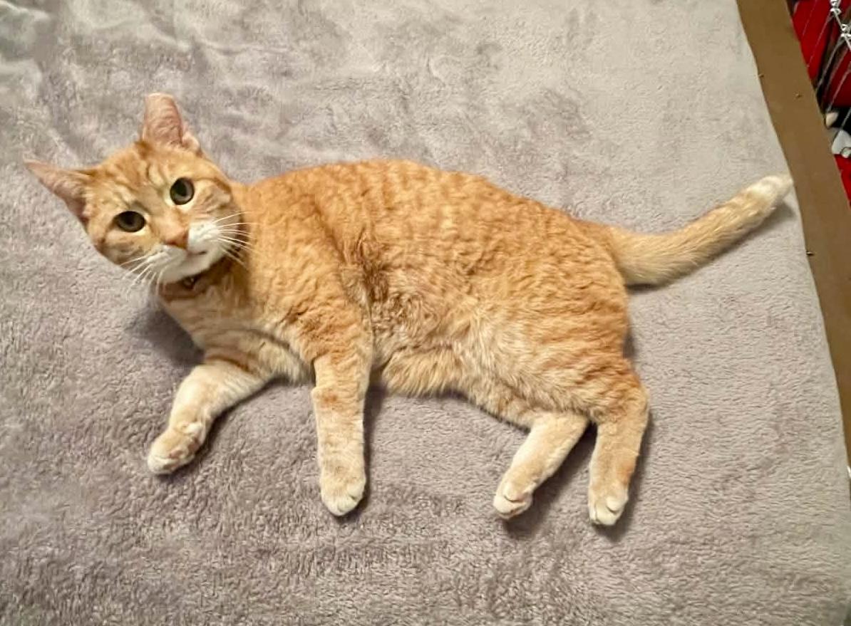 Enlarge Mama, a Adoptable Domestic Short Hair in Midvale, UT image 1/3