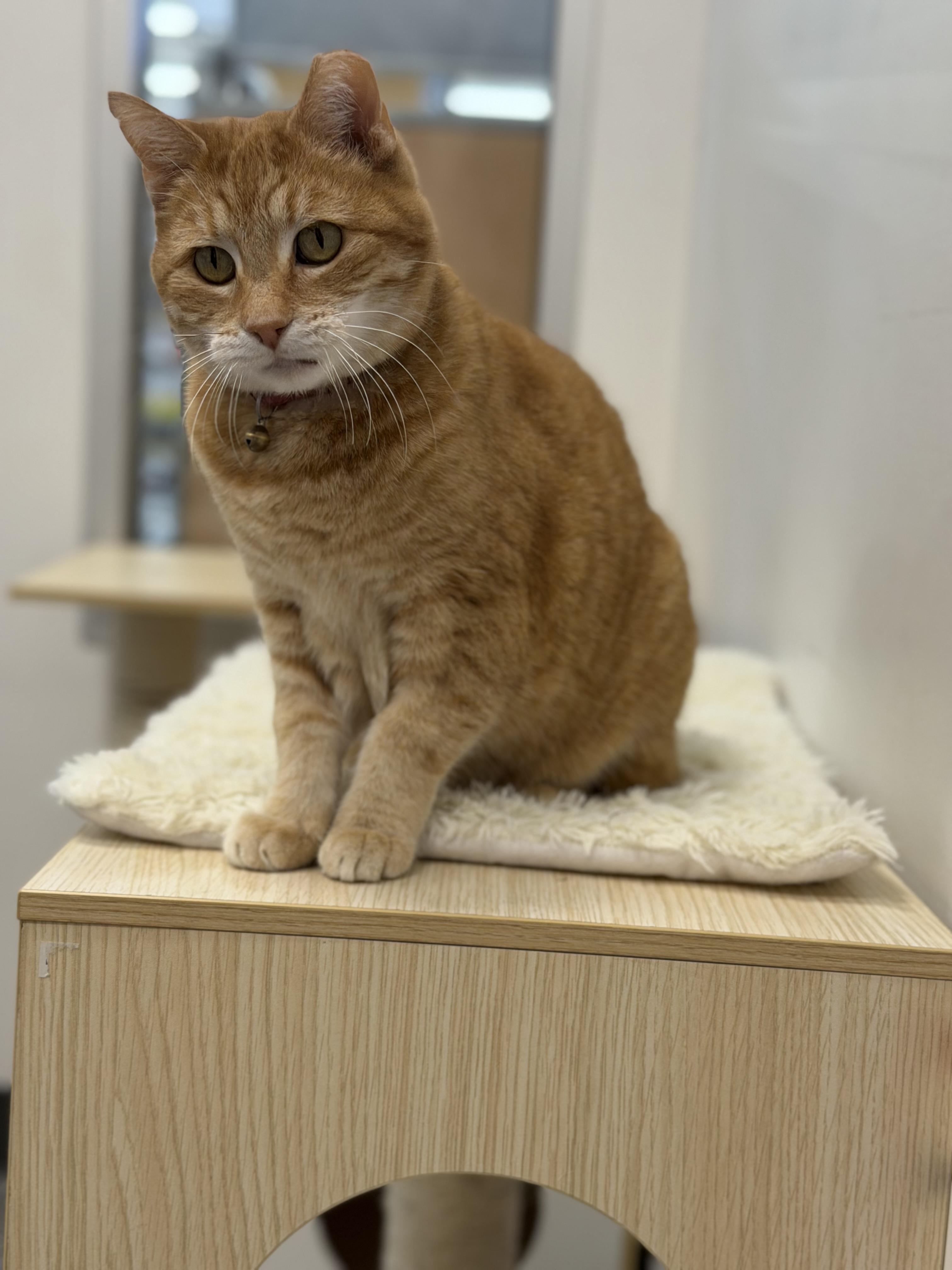 Mama, a Adoptable Domestic Short Hair in Midvale, UT image 5/6