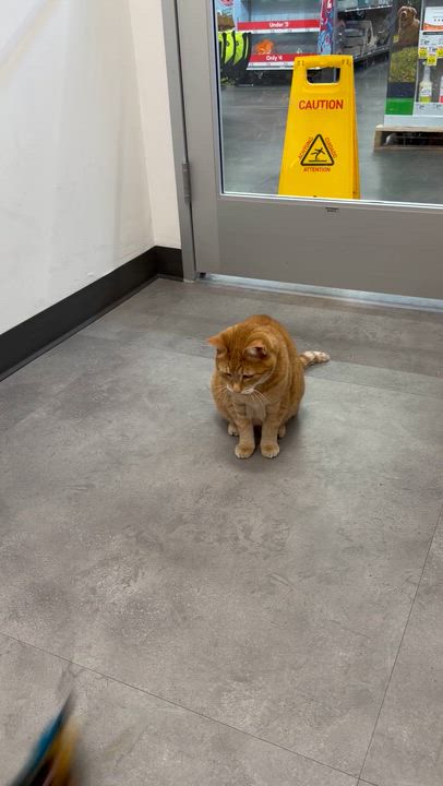 Enlarge Mama, a Adoptable Domestic Short Hair in Midvale, UT video 6/6