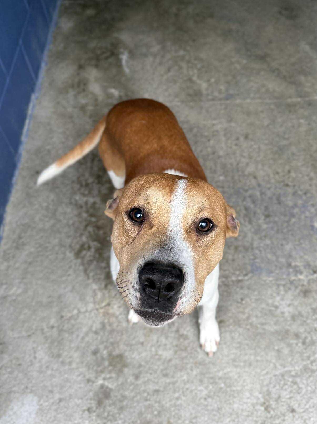 Enlarge Pogo, a ADOPTABLE Mixed Breed in Leitchfield, KY image 1/1