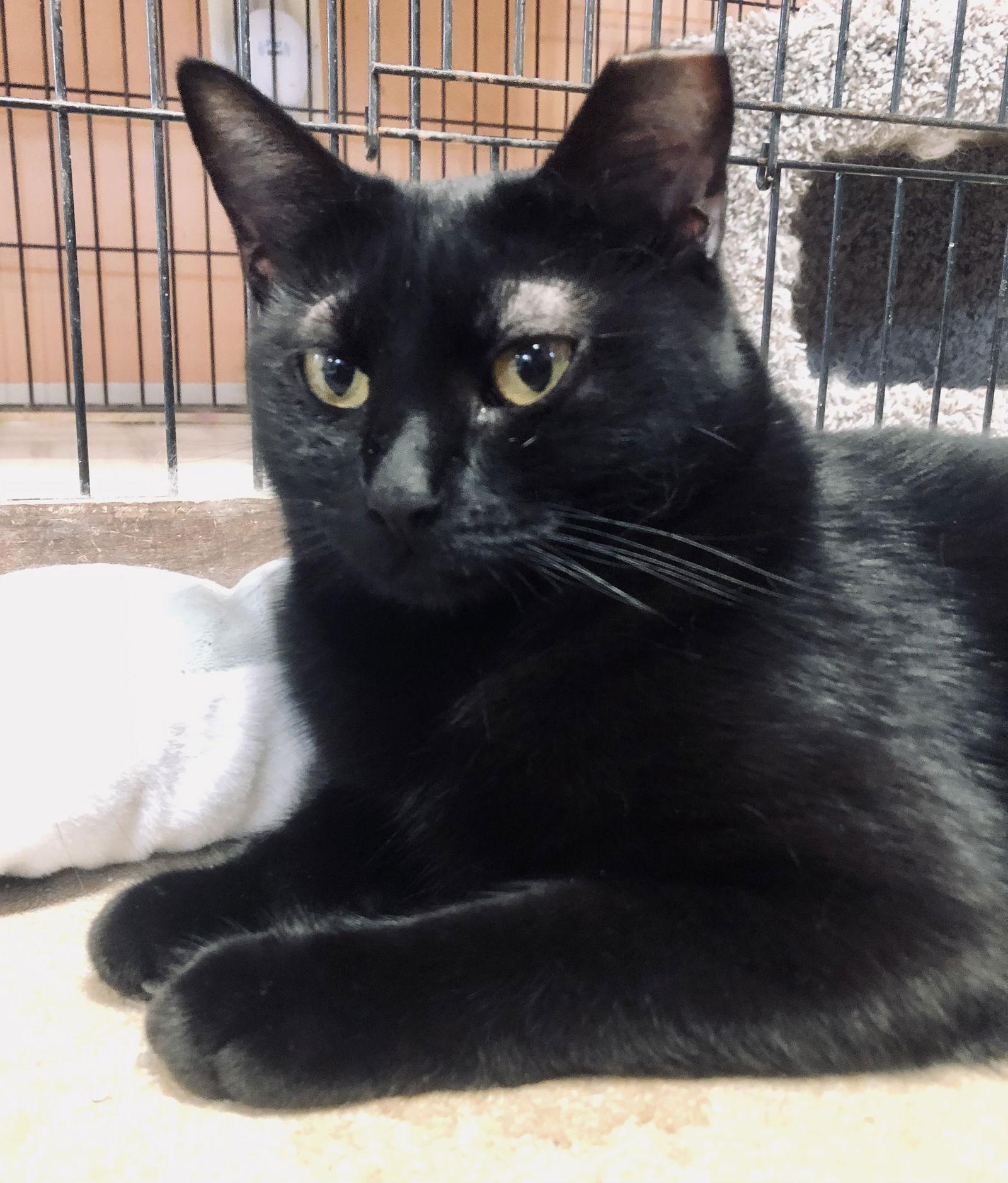 Ridgeleigh, a Adoptable Domestic Short Hair in Eureka, MO image 1/6