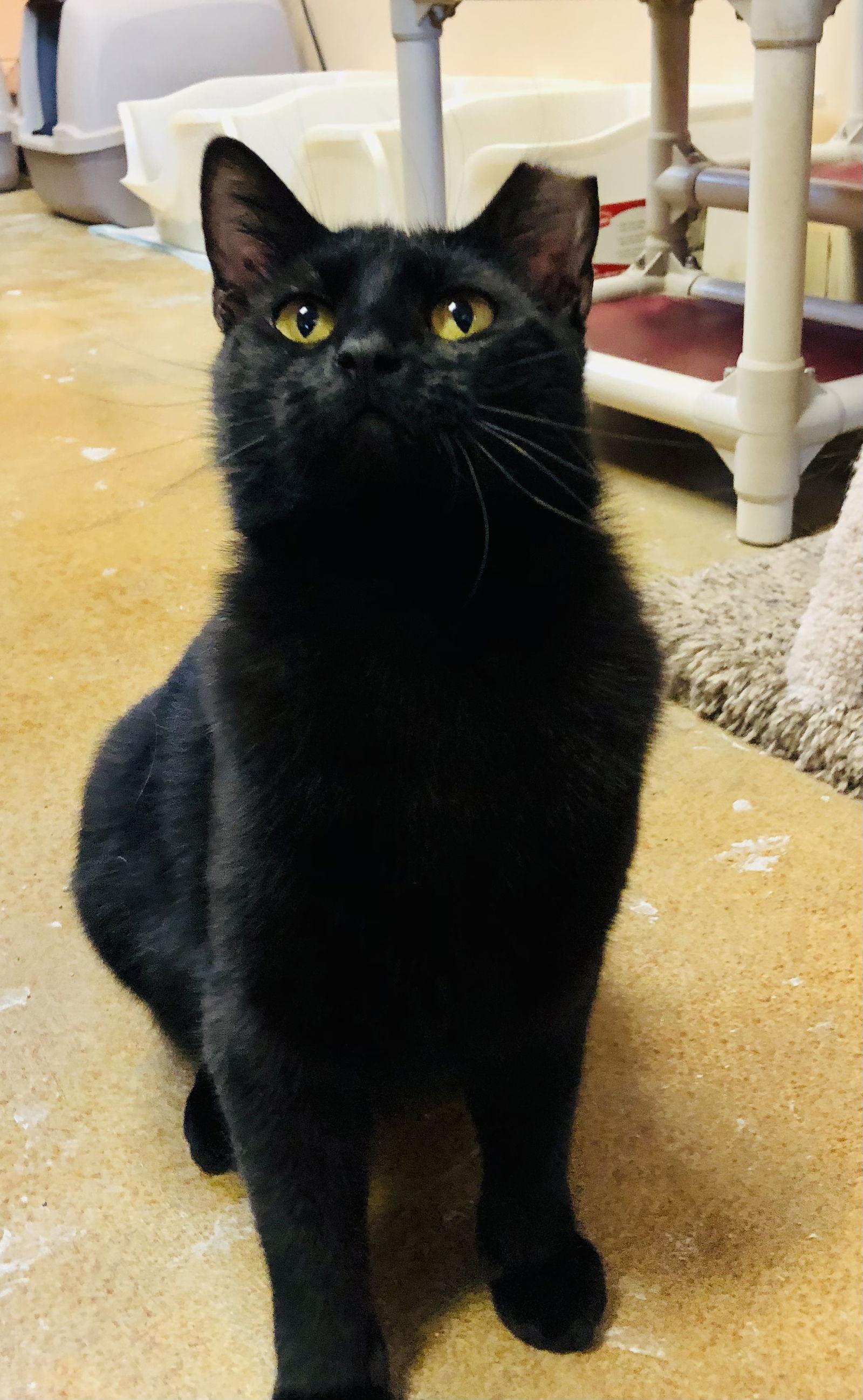 Ridgeleigh, a Adoptable Domestic Short Hair in Eureka, MO image 2/6